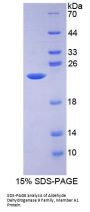 Mouse Aldehyde Dehydrogenase 9 Family, Member A1 (ALDH9A1) Protein