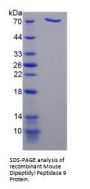 Mouse Dipeptidyl Peptidase 9 (DPP9) Protein