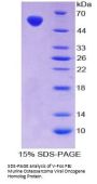 Mouse V-Fos FBJ Murine Osteosarcoma Viral Oncogene Homolog (FOS) Protein