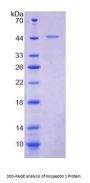 Mouse Metastasis-Suppressor KiSS-1 (KISS1) Protein