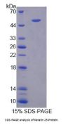 Mouse Keratin 25 (KRT25) Protein