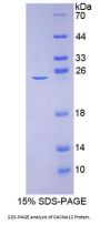 Mouse Calcium Channel, Voltage Dependent, L-Type, Alpha 1C Subunit (CACNa1C) Protein