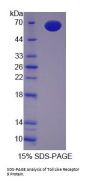 Mouse Toll Like Receptor 9 (TLR9) Protein