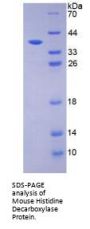Mouse Histidine Decarboxylase (HDC) Protein