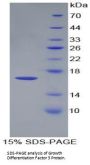 Mouse Growth Differentiation Factor 3 (GDF3) Protein