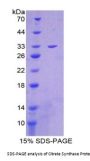 Mouse Citrate Synthase (CS) Protein