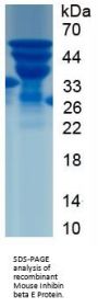 Mouse Inhibin Beta E (INHBE) Protein