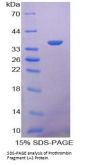 Mouse Prothrombin Fragment 1+2 (F1+2) Protein