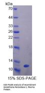 Mouse Glutathione Peroxidase 3, Plasma (GPX3) Protein