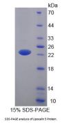 Mouse Lipocalin 5 (LCN5) Protein