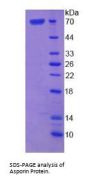 Mouse Asporin (ASPN) Protein