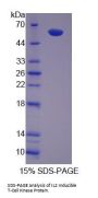 Mouse Tyrosine-Protein Kinase ITK/TSK (ITK) Protein