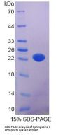 Mouse Sphingosine 1 Phosphate Lyase 1 (SGPL1) Protein