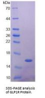 Mouse Glucagon Like Peptide 1 Receptor (GLP1R) Protein