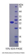 Mouse Calcium Channel, Voltage Dependent, L-Type, Alpha 1S Subunit (CACNa1S) Protein