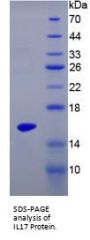 Mouse Interleukin 17A (IL17A) Protein
