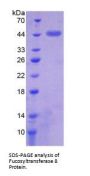 Mouse Alpha-(1,6)-Fucosyltransferase (FUT8) Protein