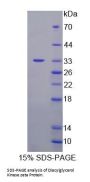 Mouse Diacylglycerol Kinase Zeta (DGKz) Protein