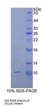 Mouse Collagen Type II Alpha 1 (COL2A1) Protein