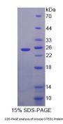 Mouse Cbp/p300 Interacting Transactivator, With Glu/Asp Rich Carboxy Terminal Domain 1 (CITED1) Protein