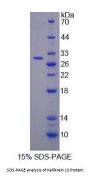 Mouse Epidermal Growth Factor-Binding Protein Type B / KLK13 (EGFBP2) Protein