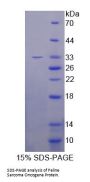 Mouse Feline Sarcoma Oncogene (FES) Protein