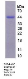 Mouse Heparin Cofactor II (SERPIND1) Protein