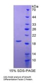 Mouse Growth Differentiation Factor 2 (GDF2) Protein