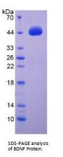 Mouse Brain Derived Neurotrophic Factor (BDNF) Protein