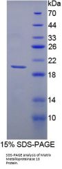 Pig Matrix Metalloproteinase 13 (MMP13) Protein