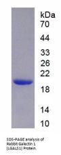 Rabbit Galectin 1 (LGALS1) Protein