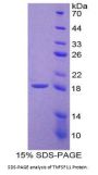 Rat Tumor Necrosis Factor Ligand Superfamily Member 11 (TNFSF11) Protein