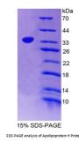 Rat Apolipoprotein H (APOH) Protein