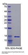 Rat Insulin (INS) Protein