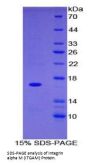 Rat Integrin Alpha M / CD11b (ITGAM) Protein