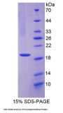 Rat Myeloperoxidase (MPO) Protein