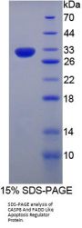Rat CASP8 And FADD Like Apoptosis Regulator (CFLAR) Protein