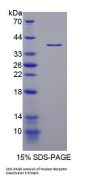 Rat Nuclear Receptor Coactivator 3 (NCOA3) Protein