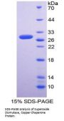 Rat Superoxide Dismutase Copper Chaperone (CCS) Protein