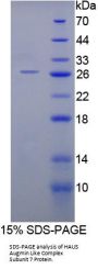 Rat HAUS Augmin Like Complex Subunit 7 (HAUS7) Protein