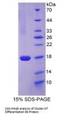 Rat Cluster of Differentiation 99 (CD99) Protein