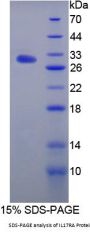 Rat Interleukin 17 Receptor A (IL17RA) Protein