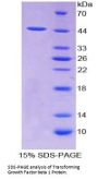 Sheep Transforming Growth Factor Beta 1 (TGFb1) Protein
