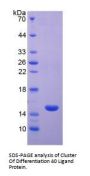Monkey Cluster of Differentiation 40 Ligand / TNFSF5 (CD40LG) Protein