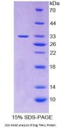 Dog Tumor Necrosis Factor Related Apoptosis Inducing Ligand (TRAIL) Protein
