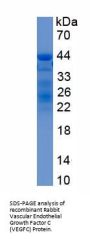 Rabbit Vascular Endothelial Growth Factor C (VEGFC) Protein