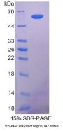 Dog Collagen Type I Alpha 2 (COL1A2) Protein