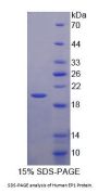 Human Prostaglandin E Receptor 1 (EP1) Protein