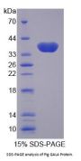 Pig Galectin 4 (LGALS4) Protein