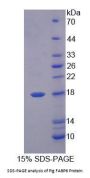 Pig Gastrotropin (FABP6) Protein